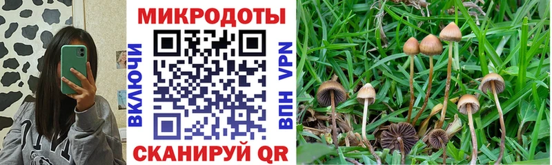 Галлюциногенные грибы Psilocybine cubensis  Холмск 
